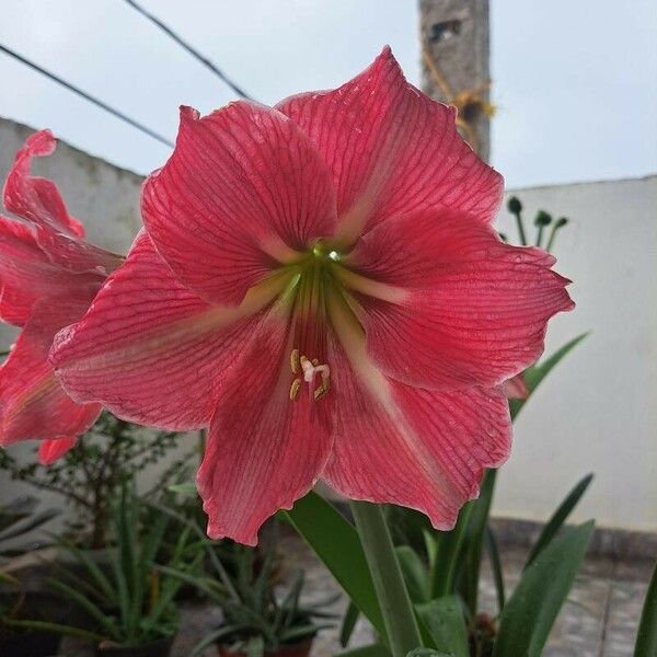 Hippeastrum reginae Flower