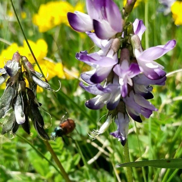 Astragalus alpinus 花