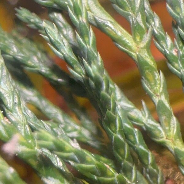 Juniperus recurva Lapas