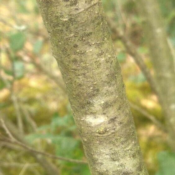 Quercus ilex Bark