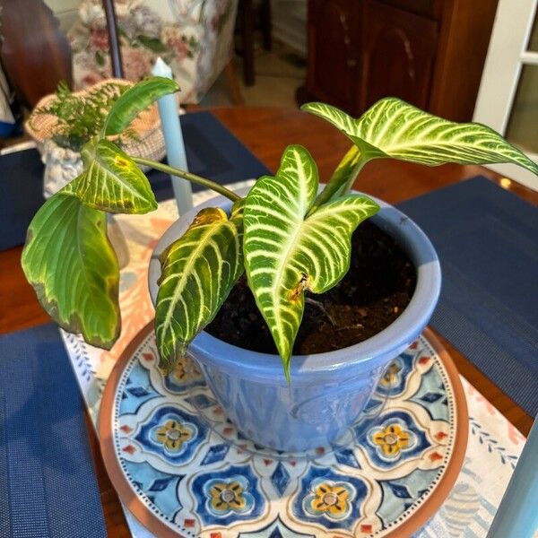 Syngonium podophyllum Leaf