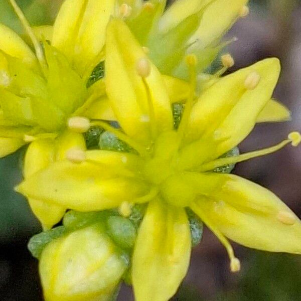 Sedum acre Flower