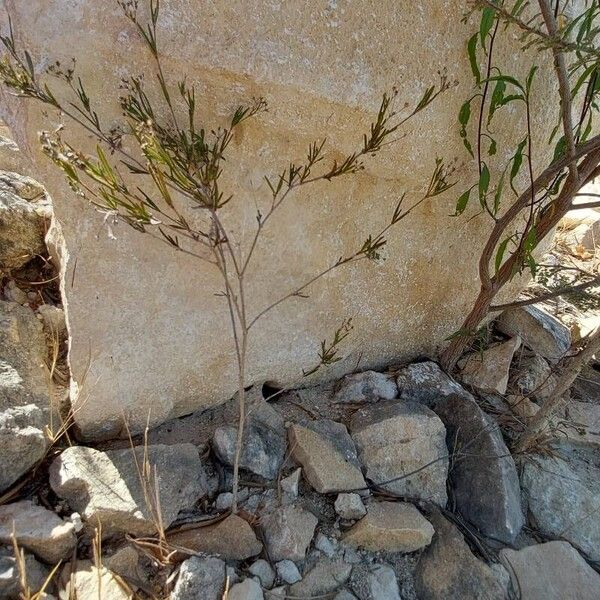 Galium setaceum موطن