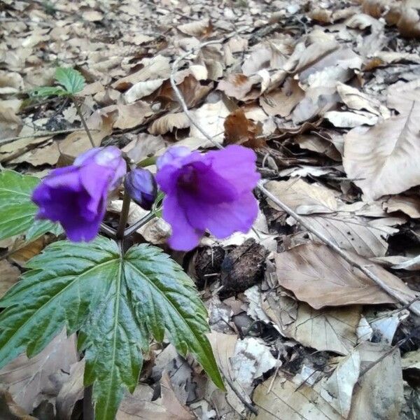 Cardamine glanduligera Blomma