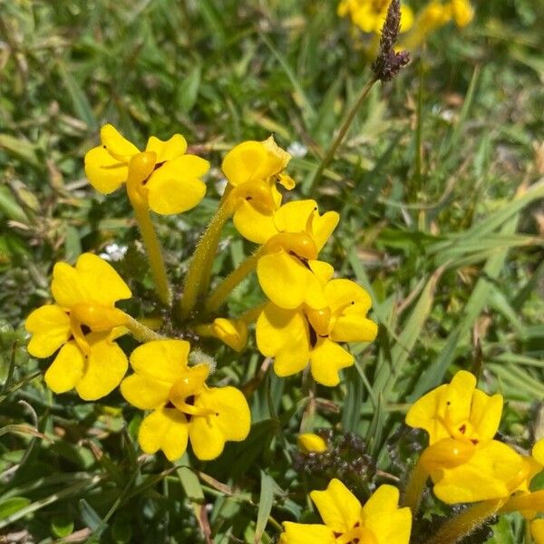 Pedicularis longiflora പുഷ്പം