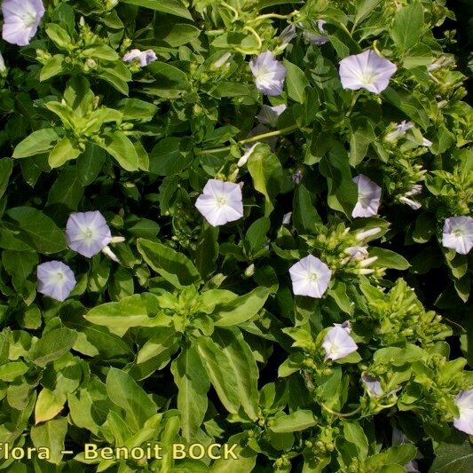 Convolvulus lopezsocasii Habitat