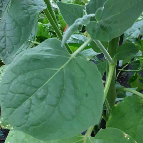 Physalis peruviana Blad