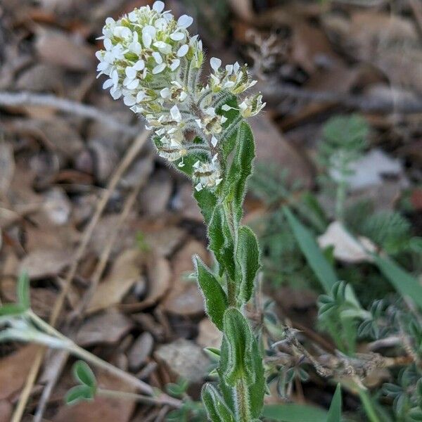 Lepidium hirtum Flower