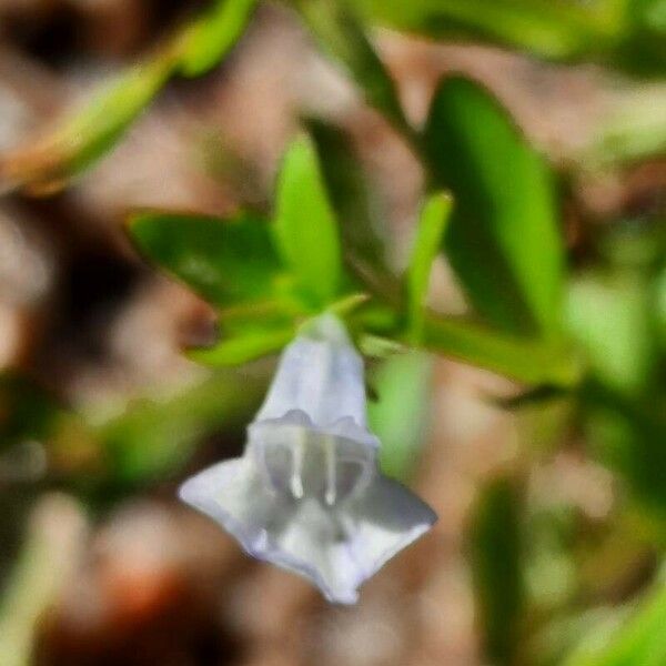 Lindernia dubia Flower