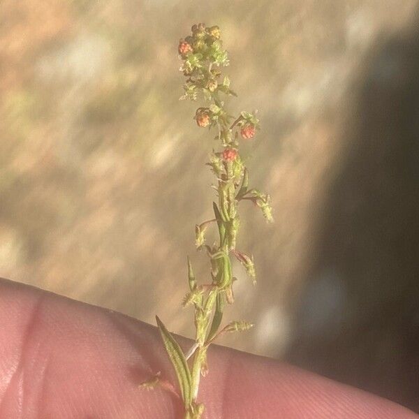 Rumex bucephalophorus Floare