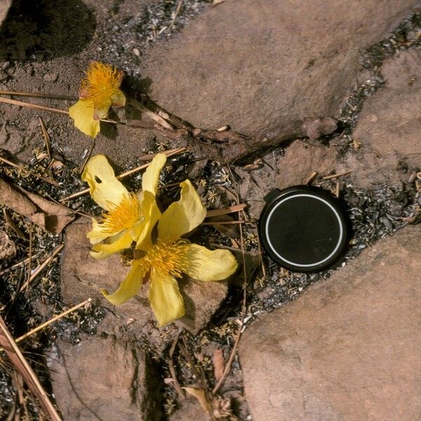 Cochlospermum tinctorium Flor