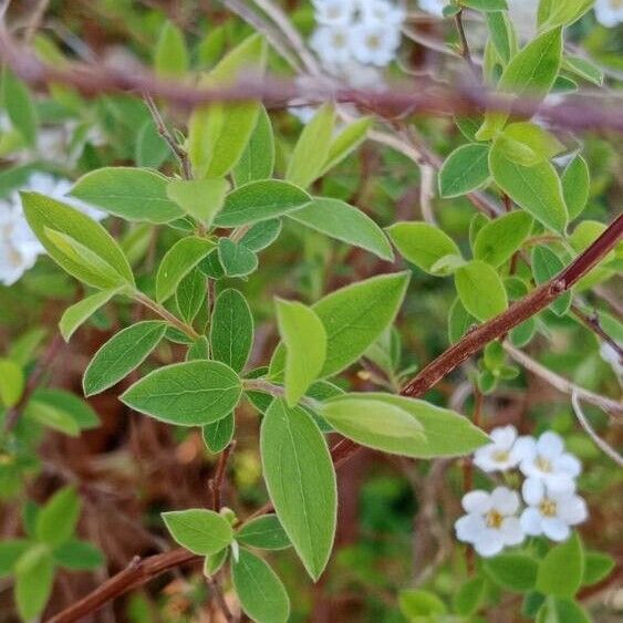 Spiraea thunbergii Hostoa