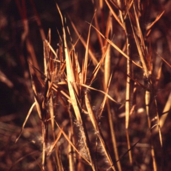 Andropogon gyrans Характер