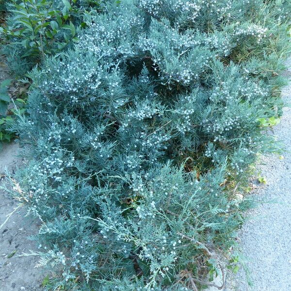 Juniperus deppeana Habit