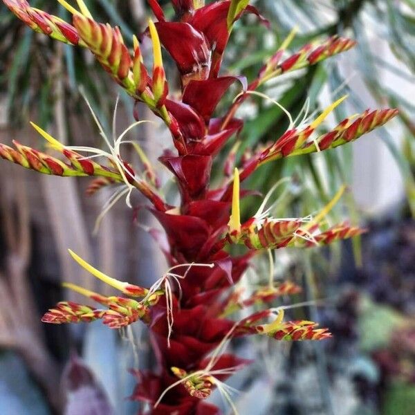 Vriesea imperialis Flower