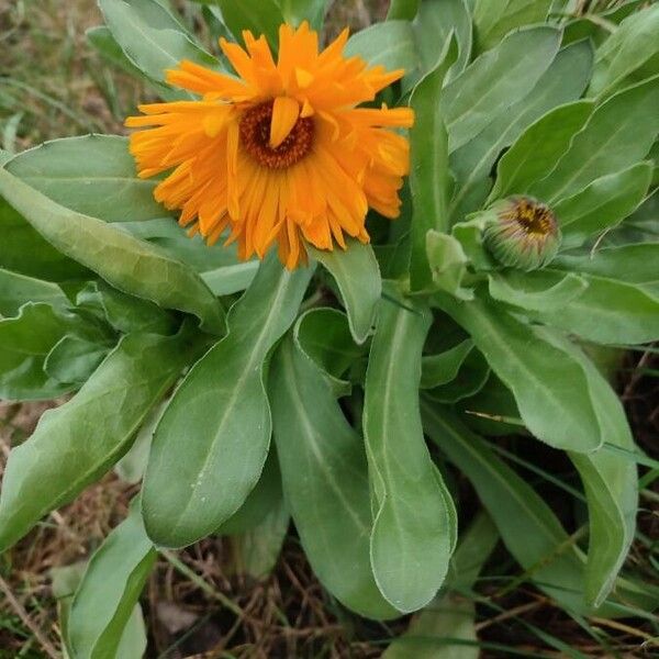 Calendula officinalis Flower