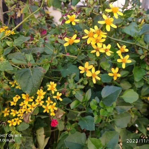 Senecio angulatus Blad