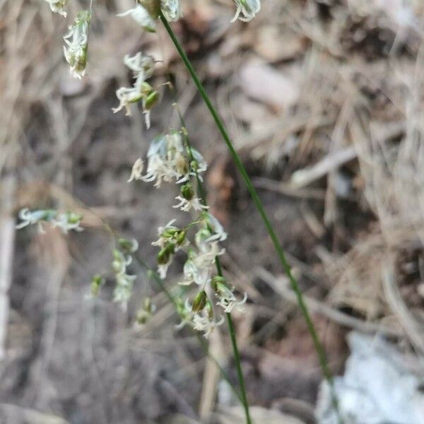 Melica minuta Flower