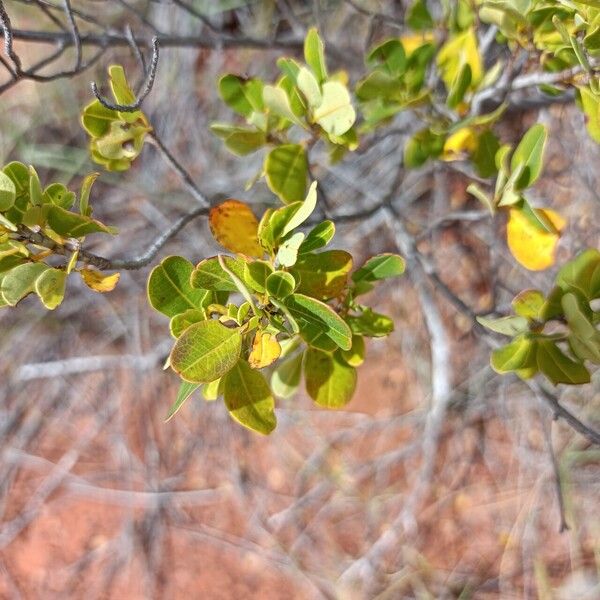 Suriana maritima List