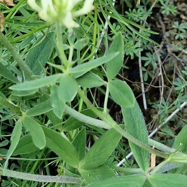Trifolium pannonicum Yaprak