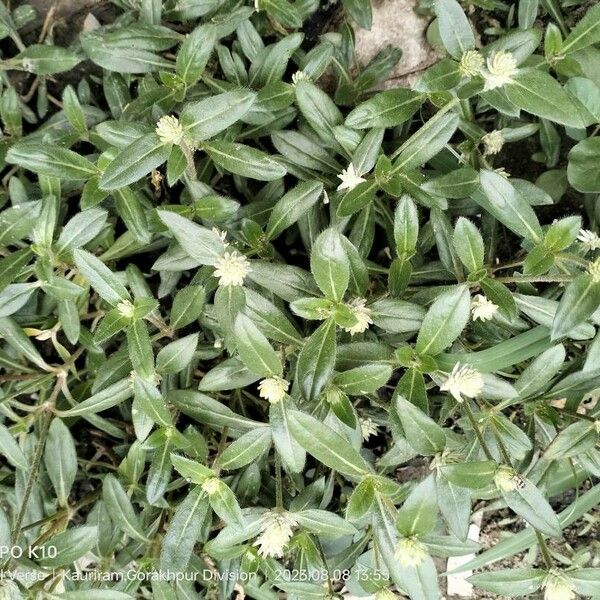 Gomphrena celosioides Žiedas