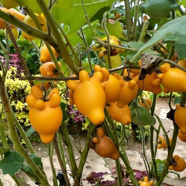 Solanum mammosum Fruit