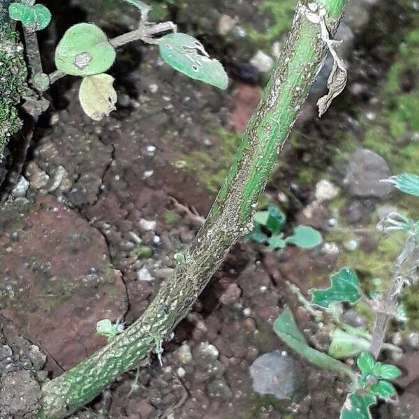Acalypha indica 樹皮