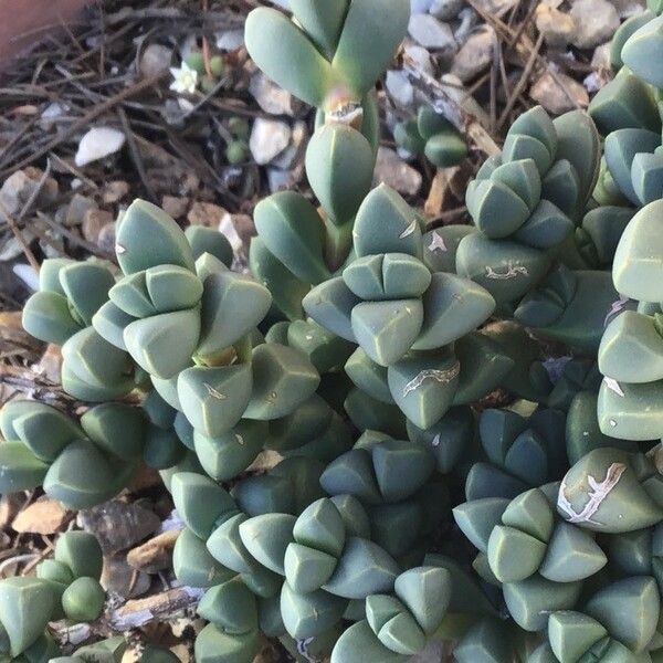 Gibbaeum petrense Hostoa