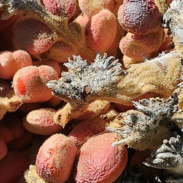 Cycas revoluta Fruit