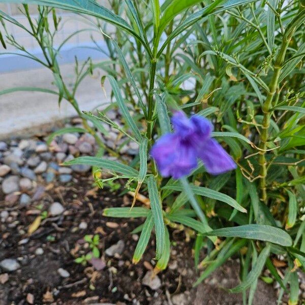 Ruellia simplex Blodyn