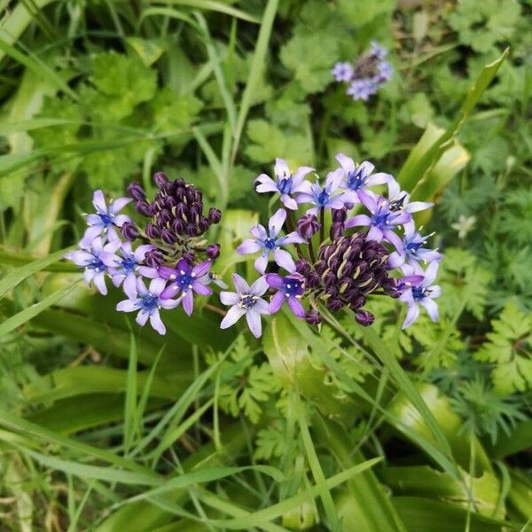 Scilla peruviana Blodyn