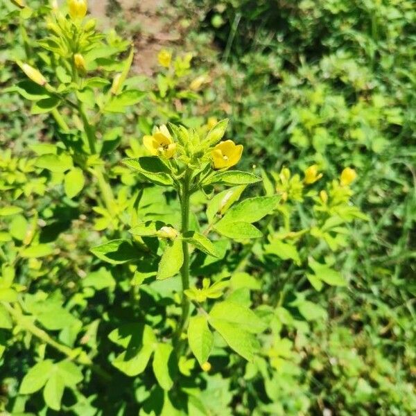 Cleome viscosa Leaf