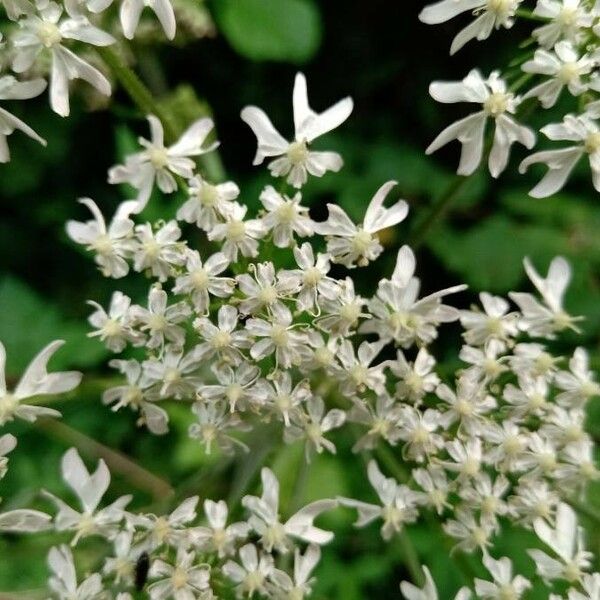 Heracleum sphondylium Flor