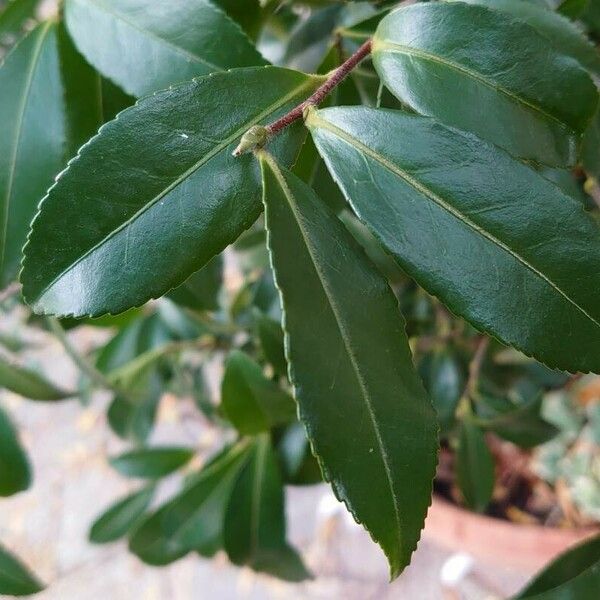 Camellia sasanqua Leht