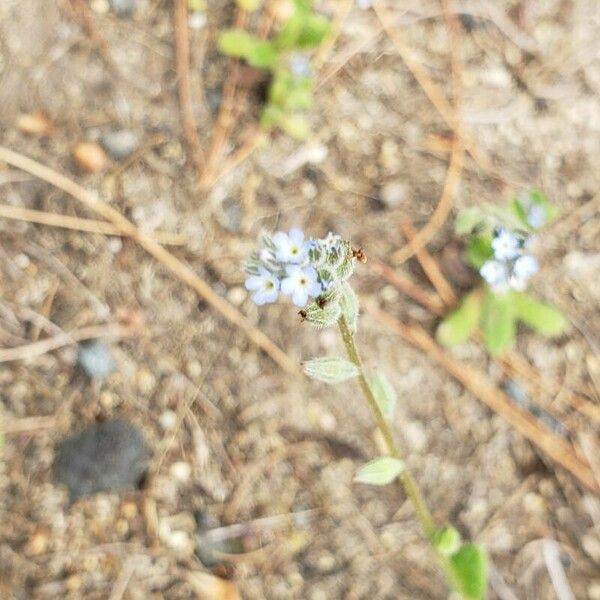 Myosotis stricta Kukka