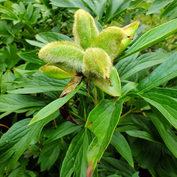 Paeonia peregrina Meyve