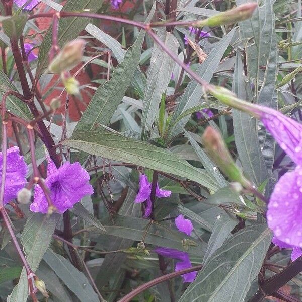 Ruellia simplex ᱵᱟᱦᱟ