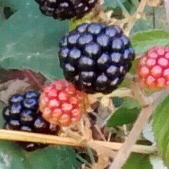 Rubus ulmifolius Fruchs