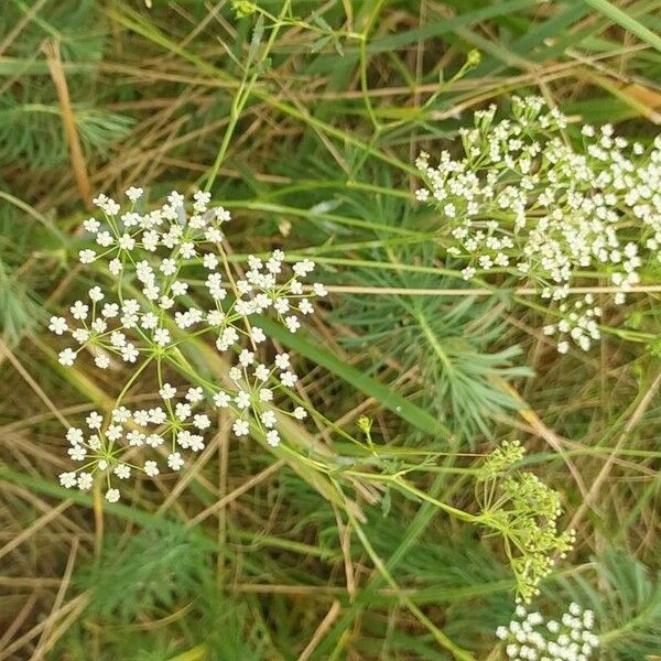 Falcaria vulgaris Flor