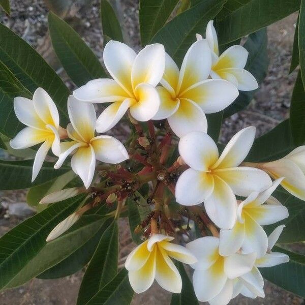 Plumeria alba Blomma