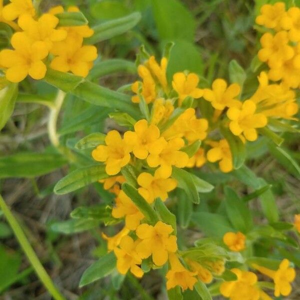 Lithospermum canescens Blomst