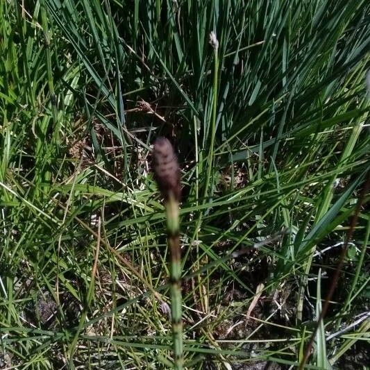 Equisetum palustre Flower