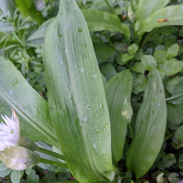 Allium ursinum Leaf