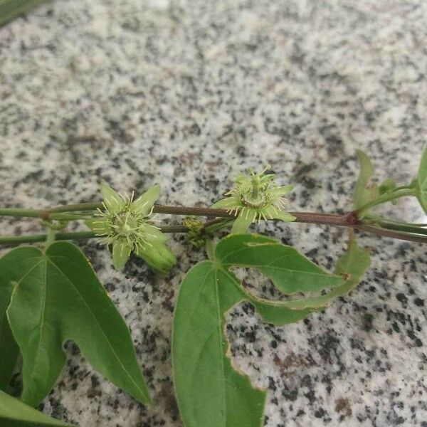 Passiflora suberosa Blüte