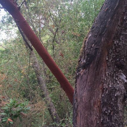 Arbutus menziesii Bark