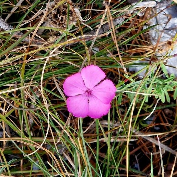 Dianthus pavonius Flower