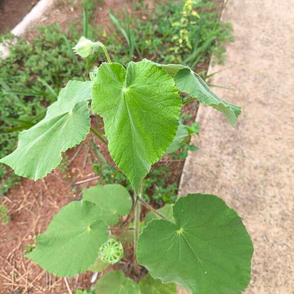 Abutilon grandifolium عادت داشتن