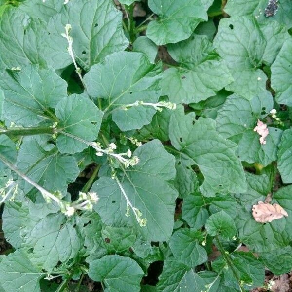 Adenocaulon bicolor Leaf