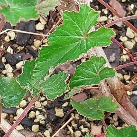 Pelargonium cordifolium Yaprak