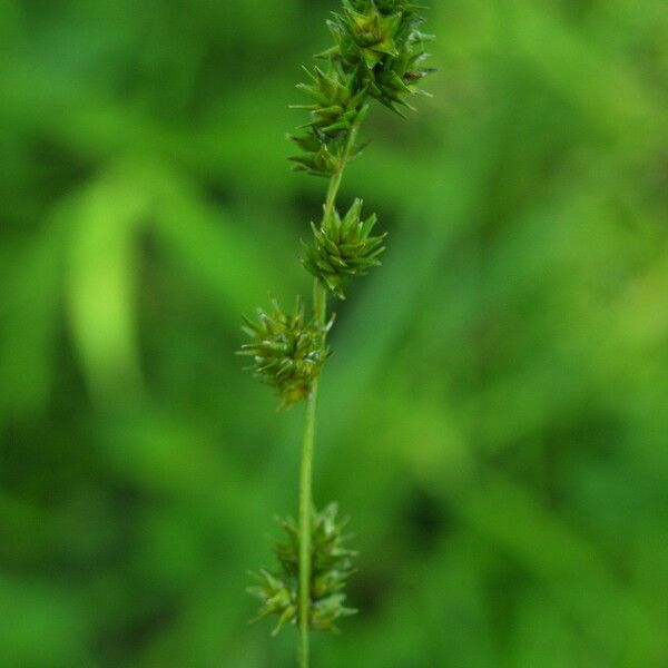 Carex sparganioides Fruit